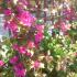 Apartments Popovic- Risan, , private accommodation in city Risan, Montenegro - Terasa 6
